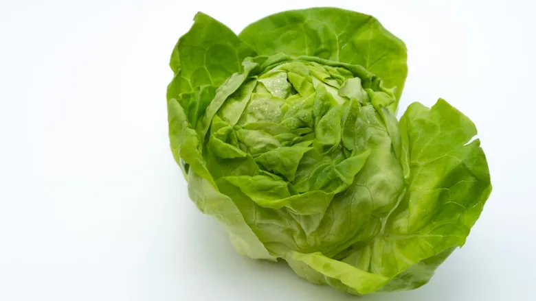 iceberg lettuce