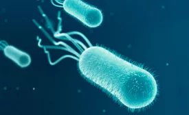 e. coli