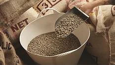unreasted green coffee beans_bublikhaus via Magnific.png unroasted green coffee beans