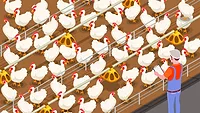 illustration of farm operator monitoring poultry feedlot