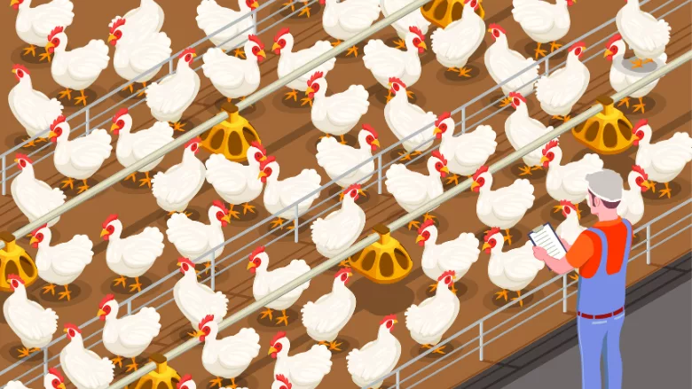 illustration of farm operator monitoring poultry feedlot