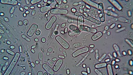 rod shaped bacteria and other microbes under microscope view