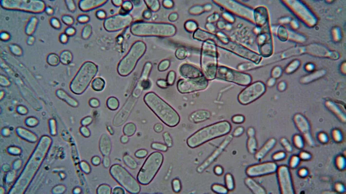 rod shaped bacteria and other microbes under microscope view