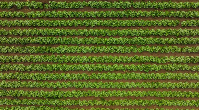 Aerial View of a Field of Lettuce