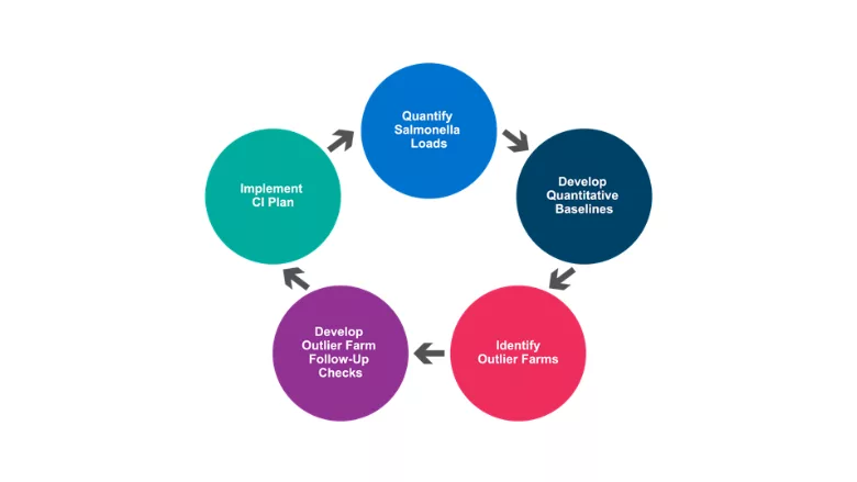 Elanco CI Model for Salmonella in Poultry