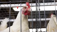 broiler chicken
