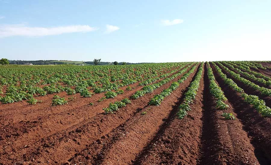 Western Growers Center Introduces AgTechX Food Safety Cohort