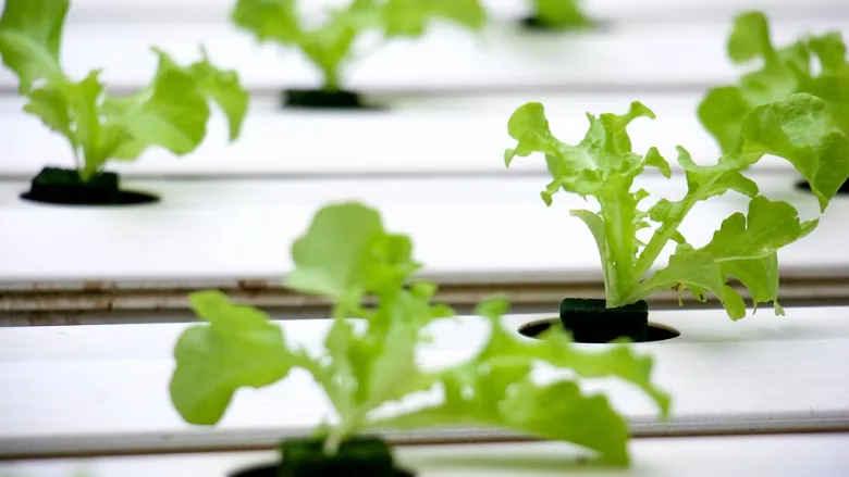 hydroponic leafy greens