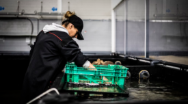 person working in seafood processing