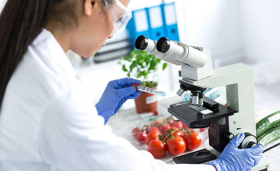 scientist looking at tomatoes under microscope