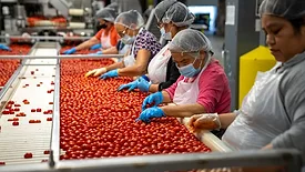 women sorting tomatoes on a production line
