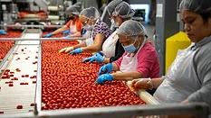 women sorting tomatoes on a production line