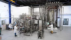 brevel plant