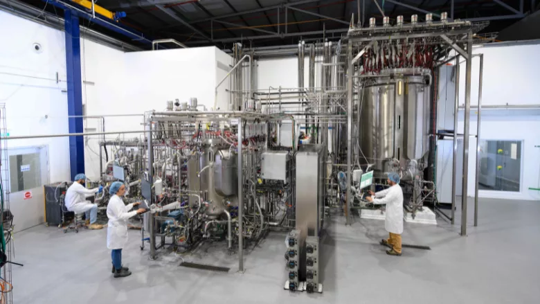 brevel plant