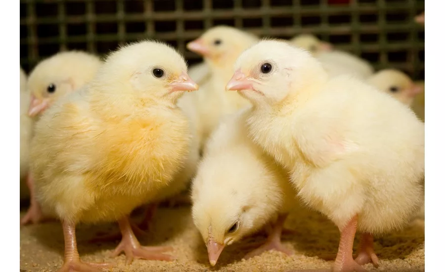 Inteprity for extended feeding programs