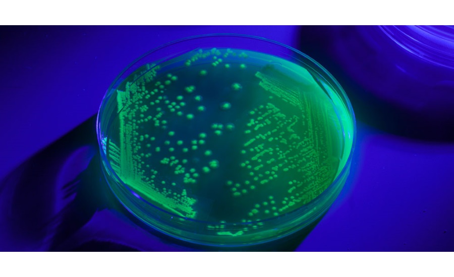 Microbiologics Green Fluorescent Protein Marked Microbial Controls