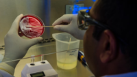 Scientist DNA fingerprinting foodborne bacteria