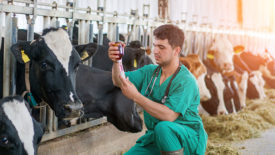 Cow being administered veterinary drugs