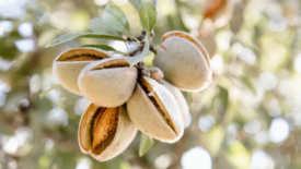 almond branch with emerging almonds