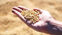 soybeans soybeans