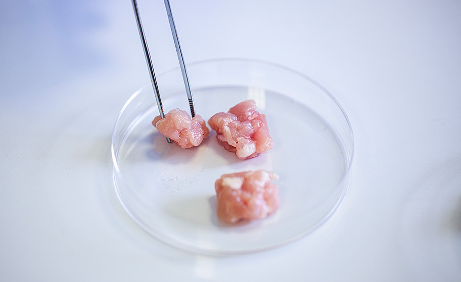 meat being handled with tongs in a petri dish