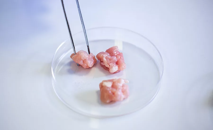 Fda Lab Grown Meat: Revolutionary Future of Clean Protein