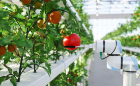 robotic arm picking a tomato off a vine