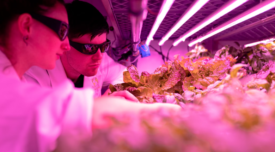 scientists investigating indoor-grown crops