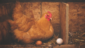 layer hen next to eggs