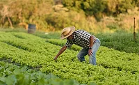 man working in leafy greens field man working in leafy greens field