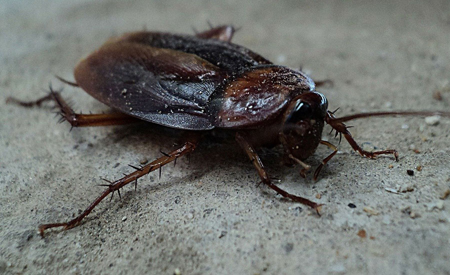 pest control beetle
