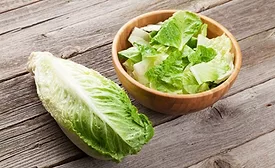 lettuce