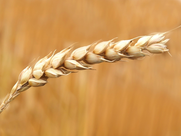 wheat-pexels.jpg