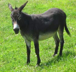 Donkey-Standing-In-Grass_4web.jpg