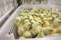 Chicks-at-Perdue-hatchery_NPR_Dan-Charles.jpg