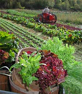 Organic Farming.jpg