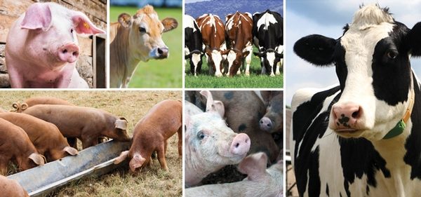Public Health Risk of Antibiotic Use in Food Animals | Food Safety
