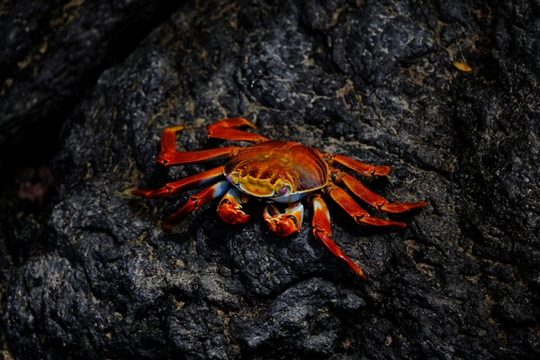 crab-pexels.jpg