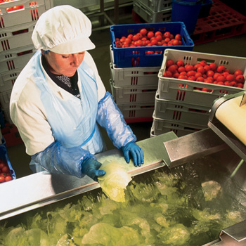 Fresh Cut Produce Processing Solutions