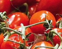 Tomatoes.png