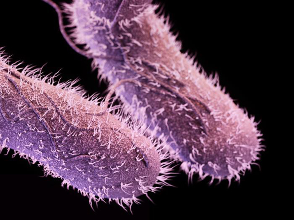 CDC_drug-resistant-non-typhoidal-Salmonella.jpg