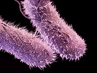 CDC_drug-resistant-non-typhoidal-Salmonella.jpg