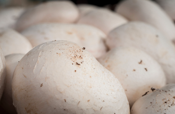 mushrooms GMO-flickr.png
