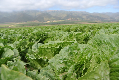 Lettuce_in_field_from_Google_images_Cultivate_Fest.jpg