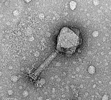 Bacteriophage_PurdueU_reduced.jpg