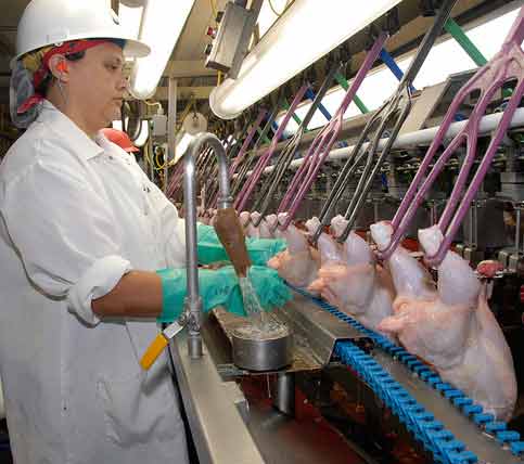 Poultry-slaughter_US_USDA_4web.jpg