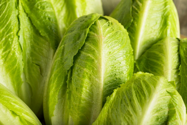 romaine lettuce-123rf.jpg