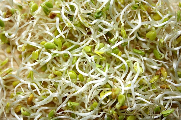 clover sprouts.jpg
