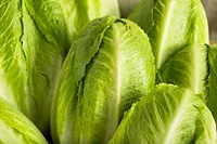 romaine lettuce-123rf.jpg