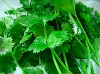 cilantro-flickr.png